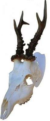 Trophy King Gevirplate