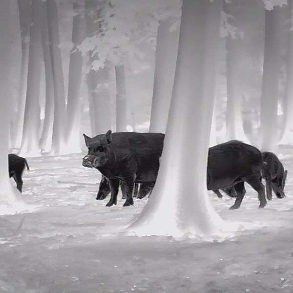 Leica CALONOX View - Mono "Spotter" 15 x 30