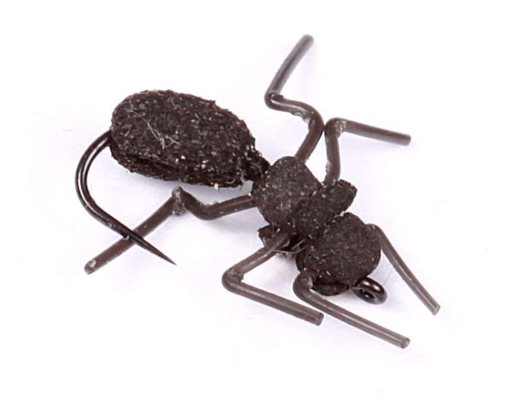 Ant Misbehavin Logans