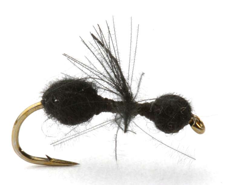 CDC Black Ant