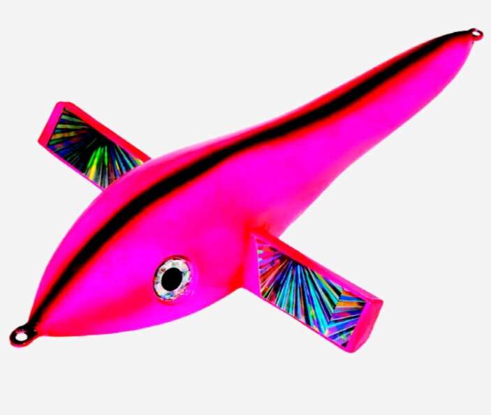 Pulsator Frigate Bird